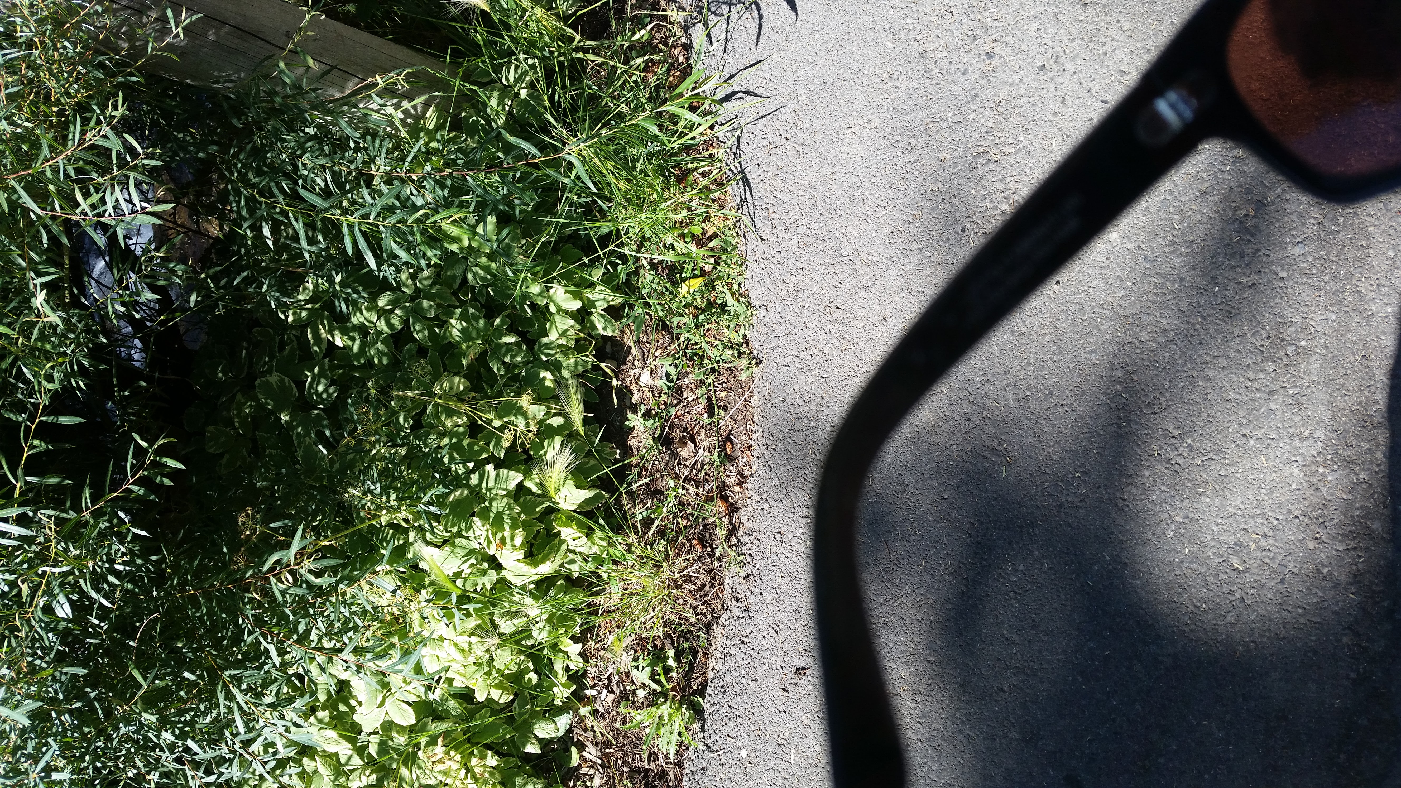 Snowbird – Utah · 2016